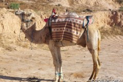 1_tunisia-aprile-2025-w-23