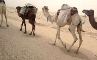 viaggio-in-tunisia-2014-04