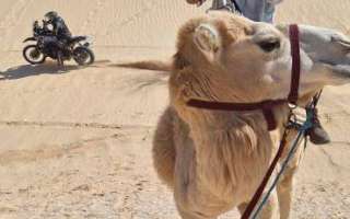 Tunisia-marzo-2025-70